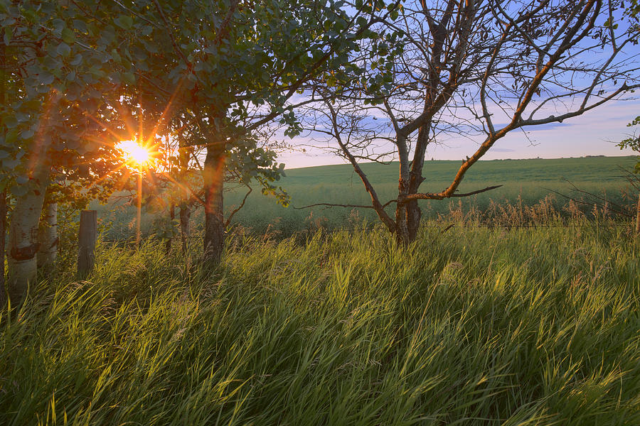 Sunrise On A Farm During The Summer Photograph By Dan Jurak