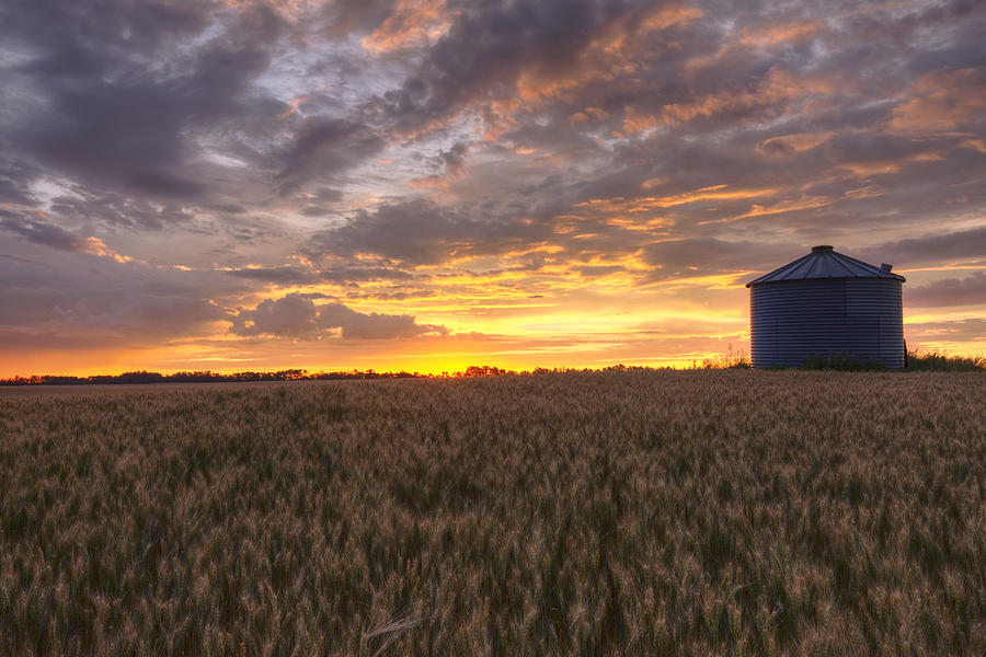 Sunrise Over A Barley Field And Grain Photograph by Dan Jurak