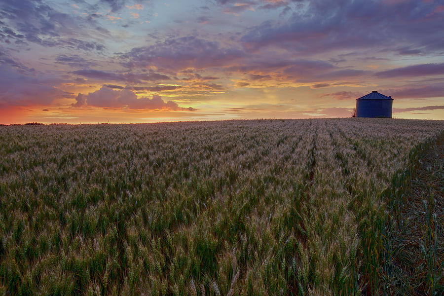 Sunrise Over A Barley Field With Grain Photograph by Dan Jurak