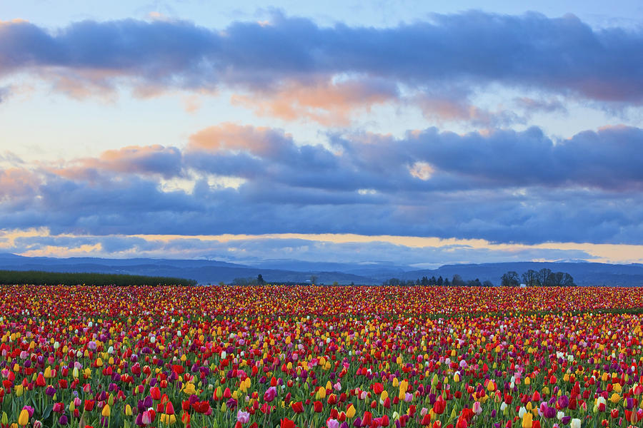 Spring Photograph - Sunrise Over A Tulip Field At Wooden by Craig Tuttle