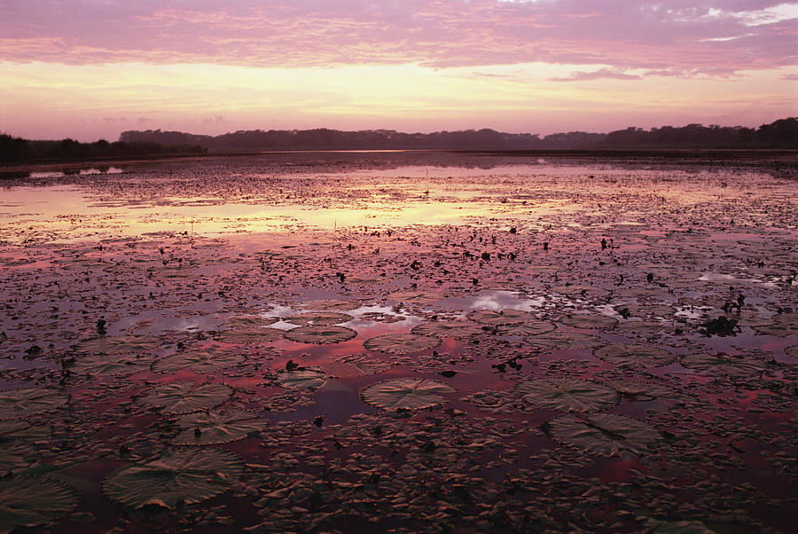 Sunrise Over The Pongolo Flood Plain Photograph by Gerry Ellis