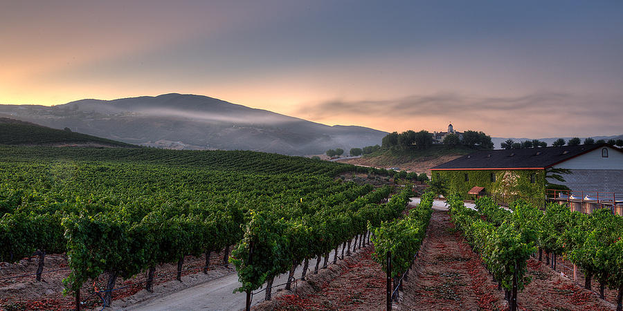 Sunrise over the Vineyard Photograph by Peter Tellone