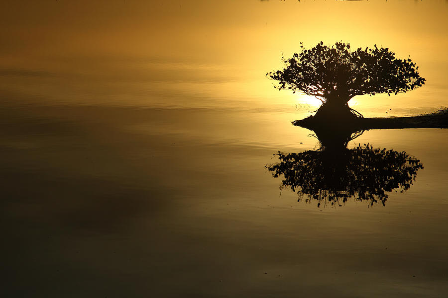 Sunrise Photograph - Sunrise Reflection by Rick Mann Sunrise Photograph - Sunrise Reflection by Rick Mann