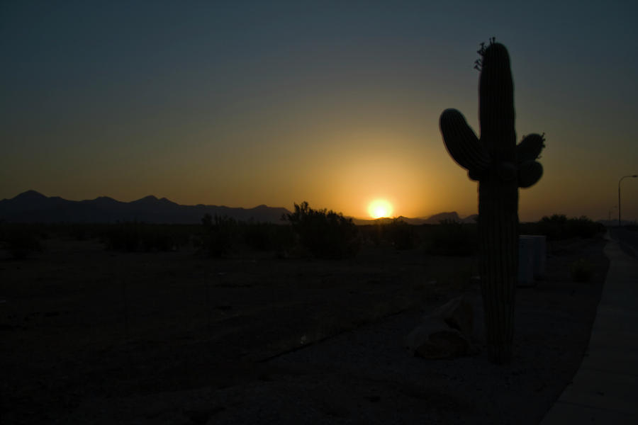 Sunrise Saguaro Photograph by Tom Singleton