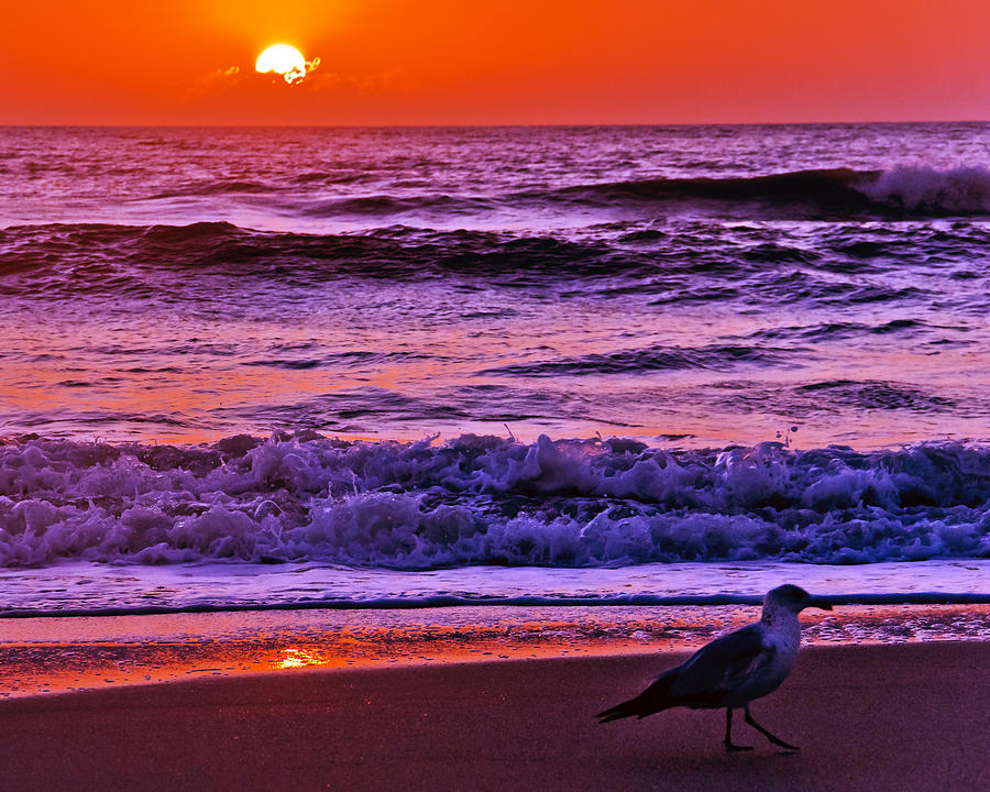 Seagull Photograph - Sunrise Sea and Seagull by Roger Wedegis
