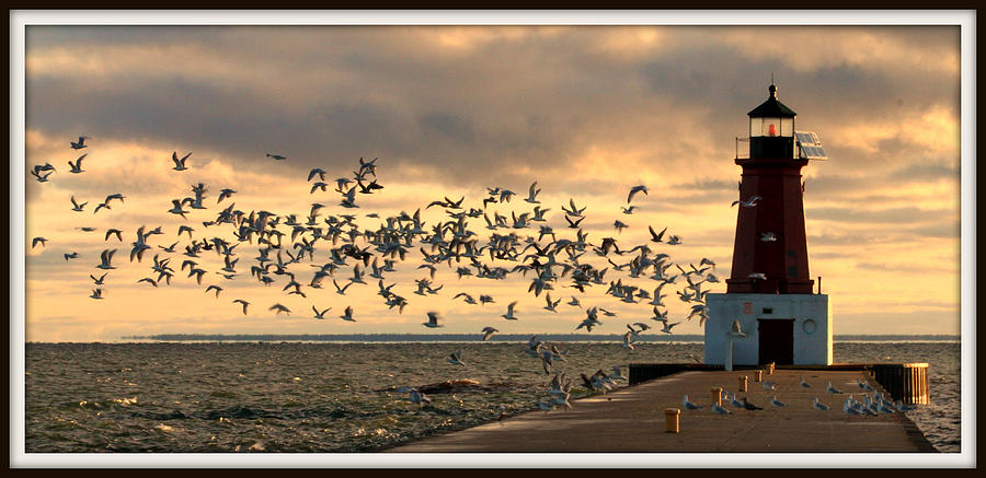 Sunrise Seagulls 219 Photograph by Mark J Seefeldt
