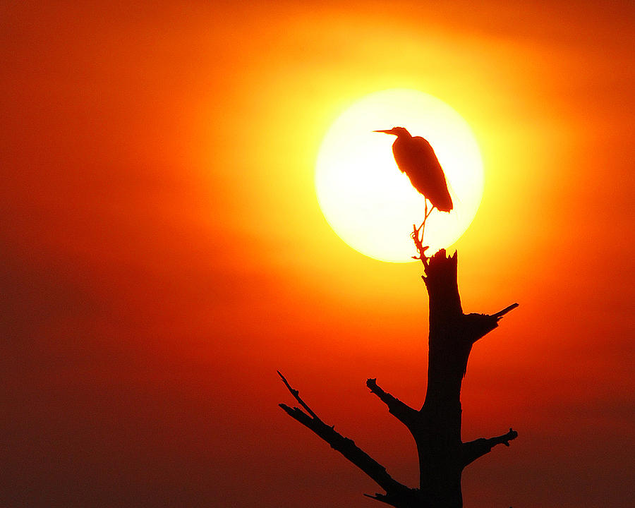 Wildlife Photograph - Sunrise Sentinel by Jessie Dickson