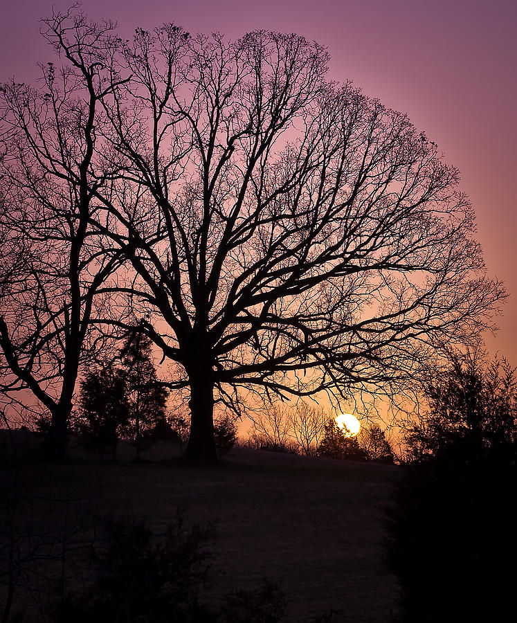 Sunrise Silhouette Photograph by Lori Coleman