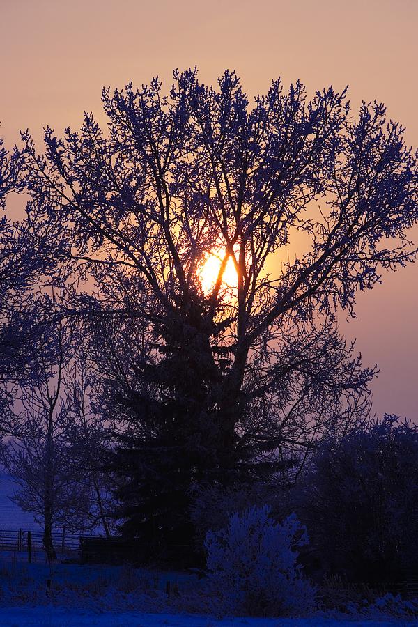 Nature Photograph - Sunrise Through A Tree In Winter by Richard Wear