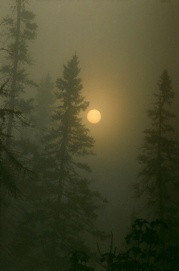Sunrise Through The Fog 1 Photograph by Janice Adomeit