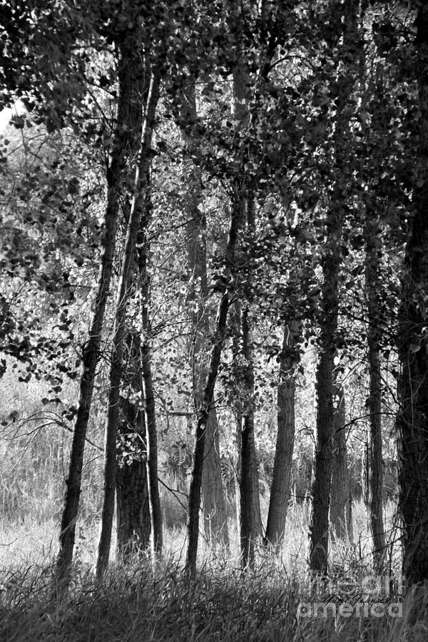 Sunrising on the trees Photograph by Yumi Johnson