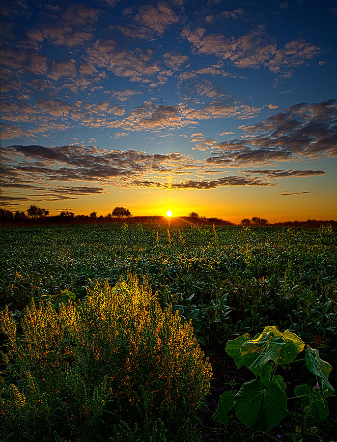 Sun's Rise Photograph by Phil Koch - Fine Art America