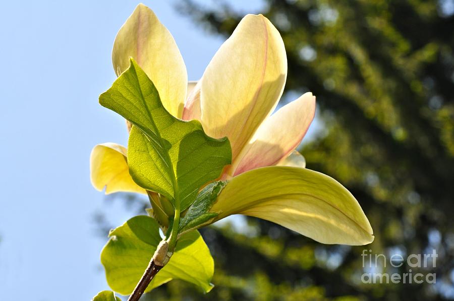Sunsation Magnolia  Photograph by Elaine Manley