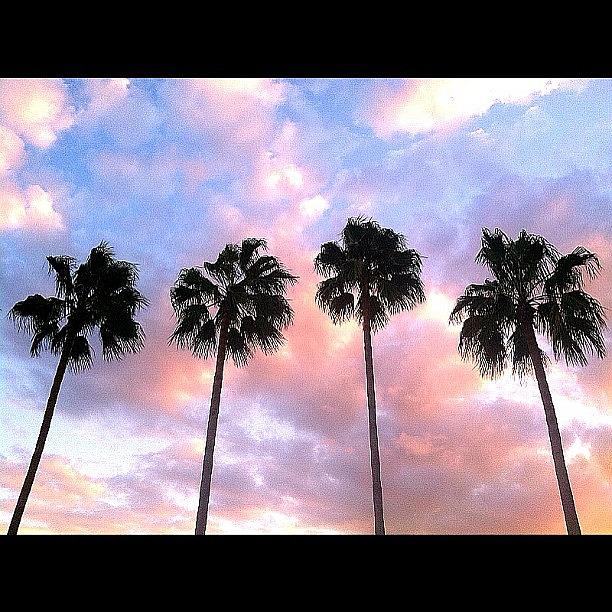 Tree Photograph - Sunset :) #palmtrees #trees #red by Caitlin Salvitti