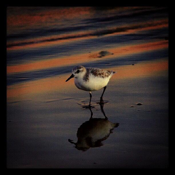 Sunset Photograph - Sunset And Bird Reflection by James Granberry