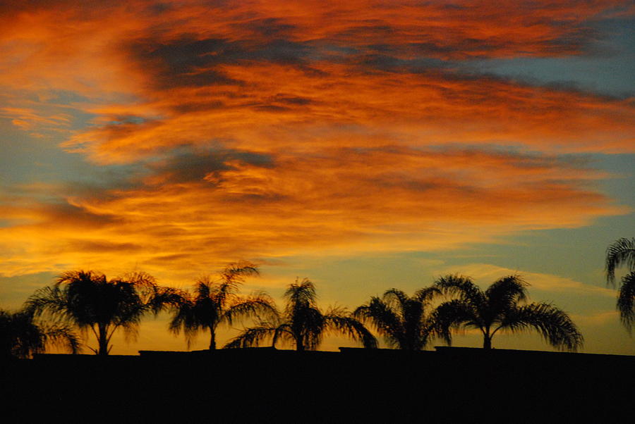 Sunset And Palms Photograph by Janice Adomeit