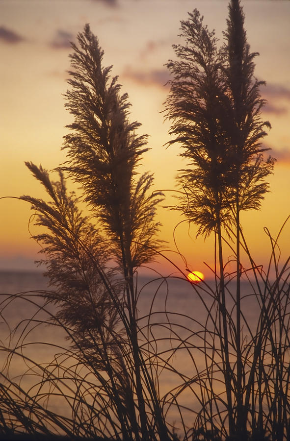 Nature Photograph - Sunset on the Mediterranean sea and plant by Patrick Kessler