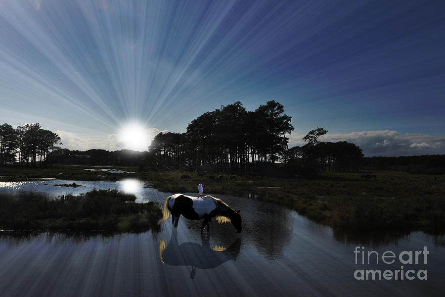 Sunset Assateague Island with wild horse Photograph by Dan Friend