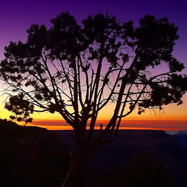 Sunset Photograph - #sunset At Grand Canyon With A Cool Tree by Michael Misciagno