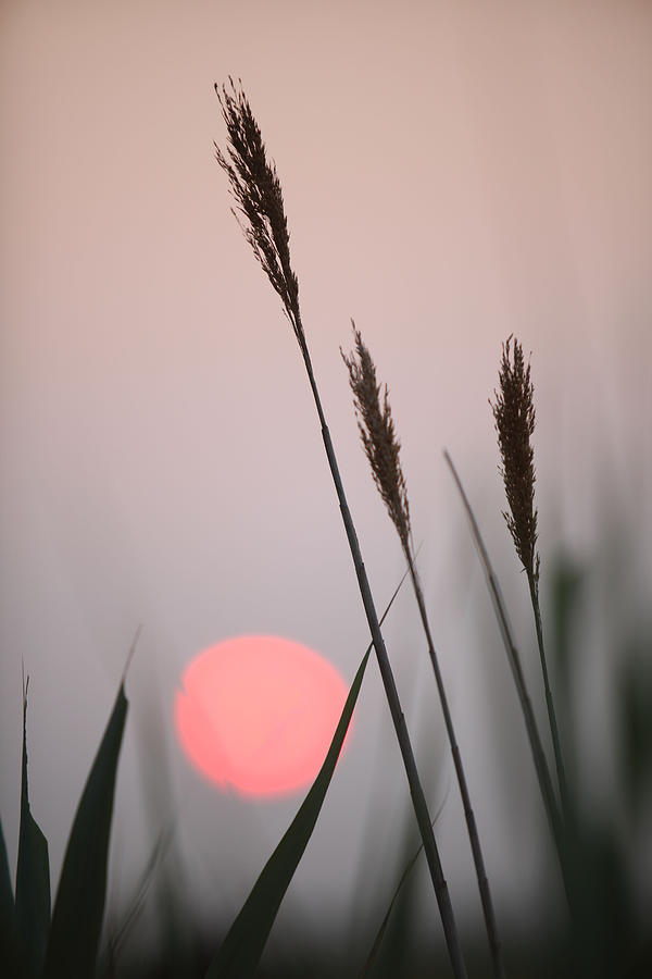 Sunset at the Beach Photograph by Steve Gravano