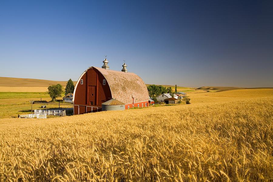 Sunset Barn And Wheat Field Steptoe Photograph by Craig Tuttle