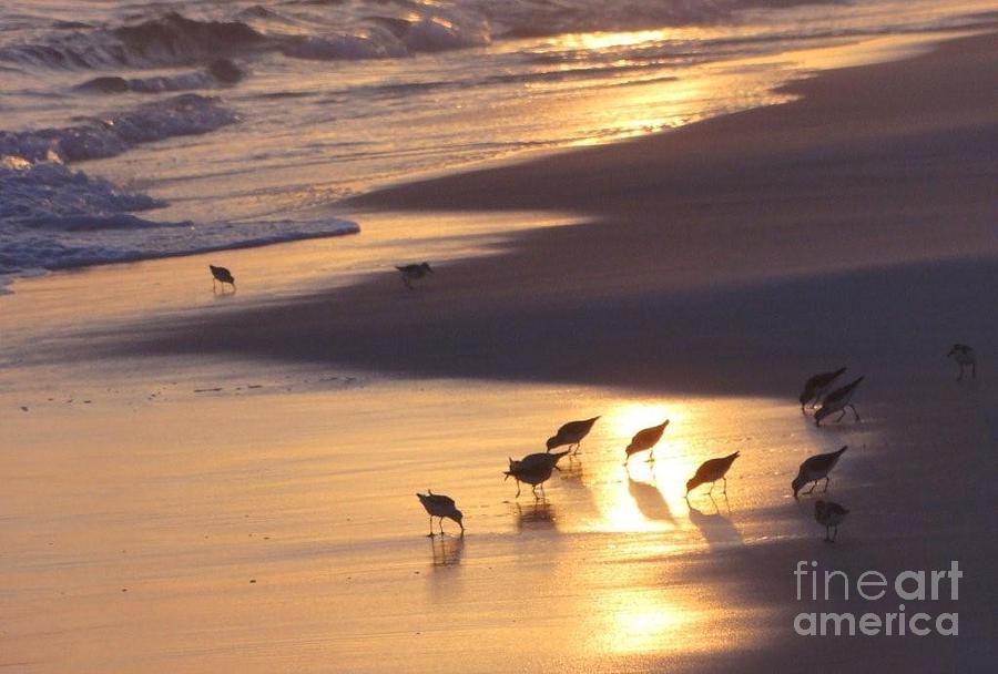 Sunset Beach Photograph by Nava Thompson