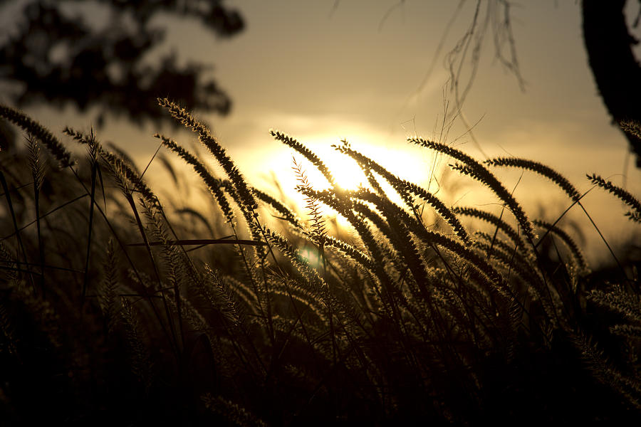 Sunset Behind Tall Grass Photograph by Douglas Barnard