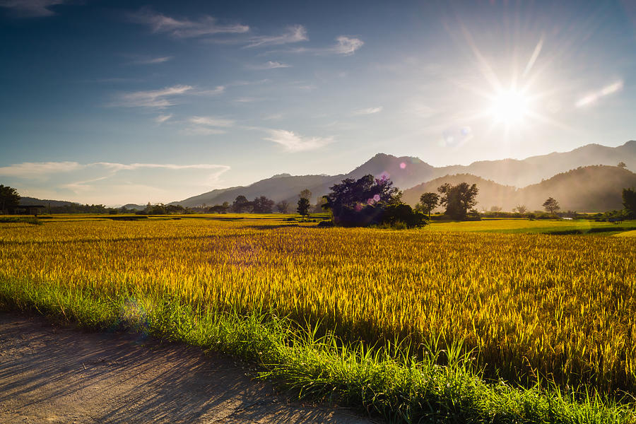 Sunset behind the mountains in the rice field Photograph by Kittipan ...