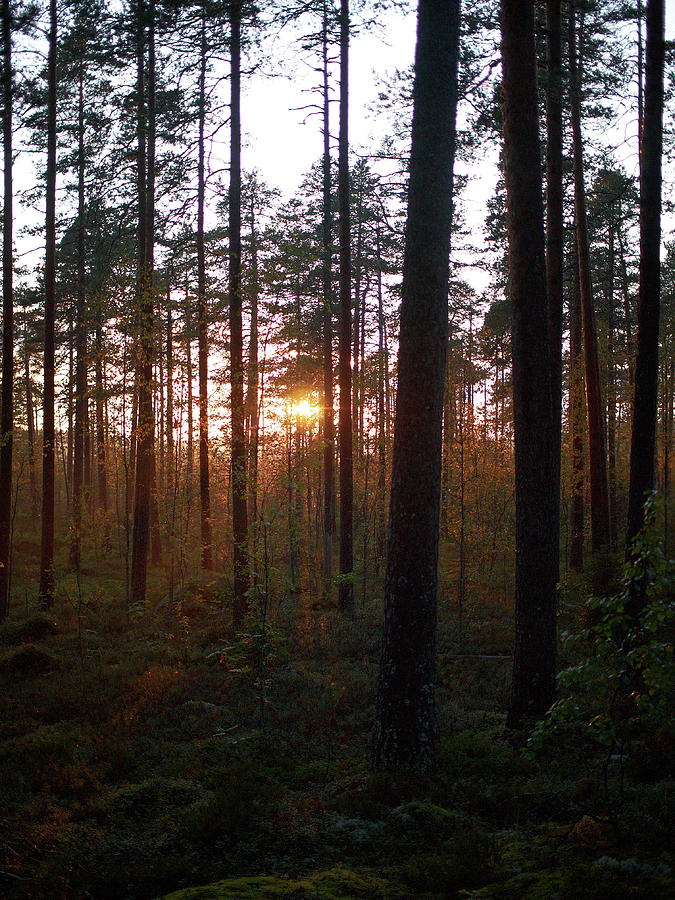 Sunset Behind The Trees Photograph