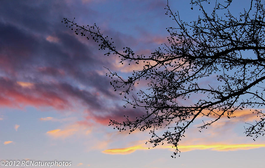 Sunset Berry Silhouette Photograph by Rachel Cohen