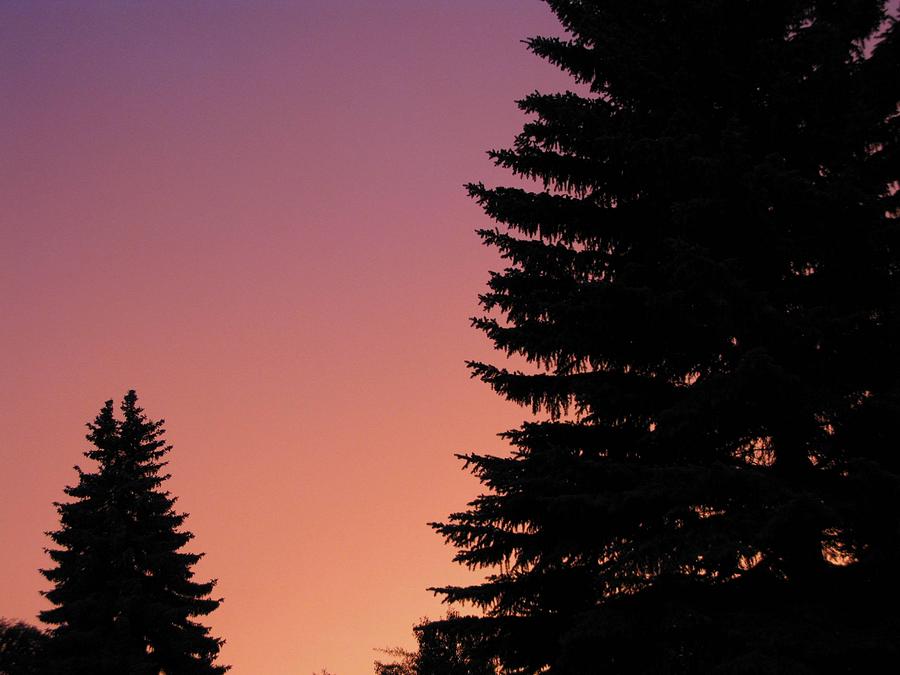Sunset between two evergreens Photograph by Brian Sereda