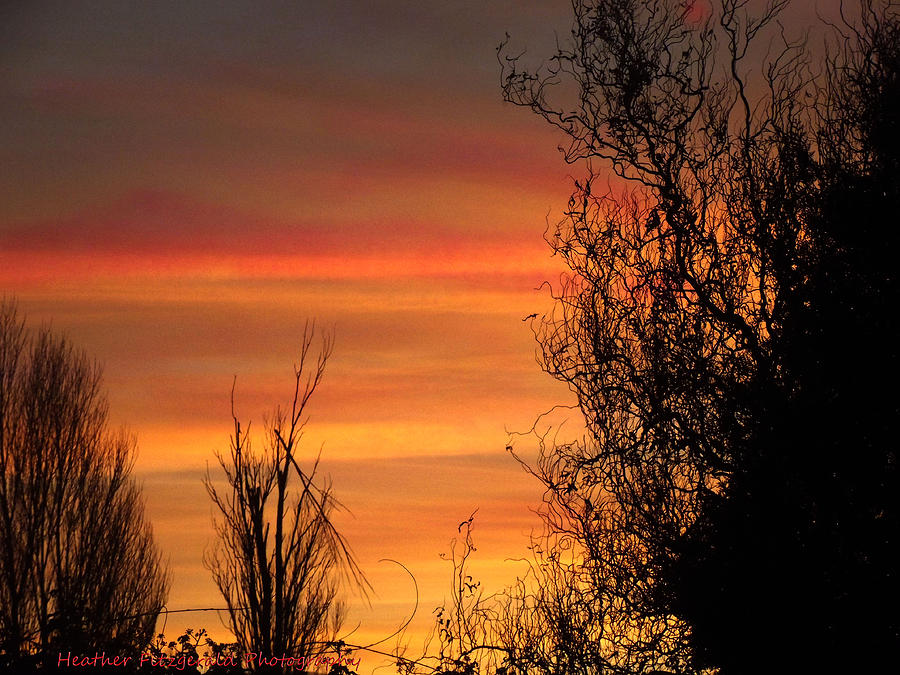 Sunset Photograph - Sunset Branches by Heather Fitzgerald