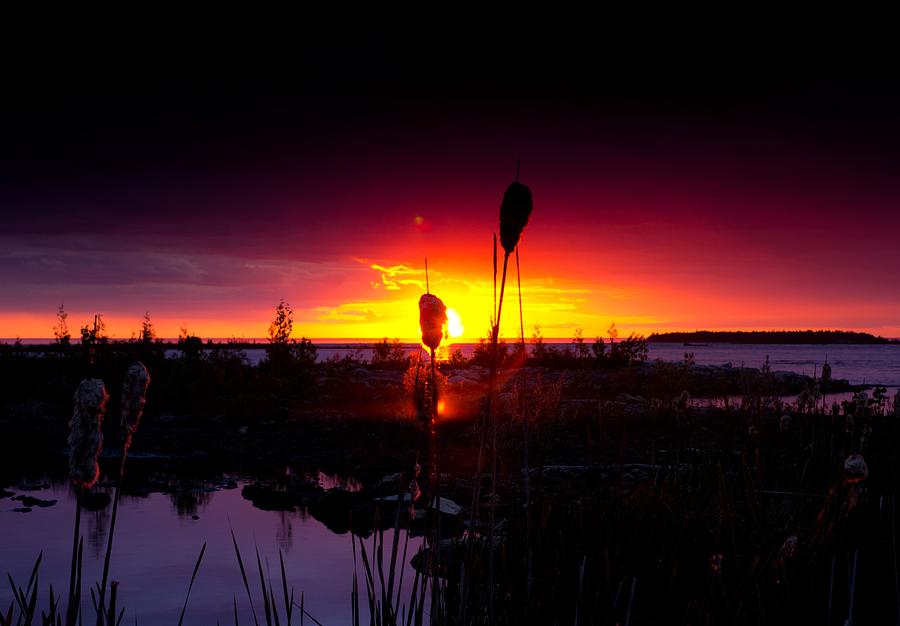 Sunset Cat Tail Photograph By Cale Best Fine Art America 7008