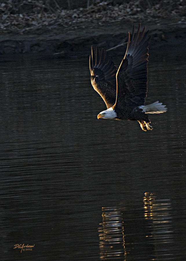 Sunset eagle Photograph by Don Anderson