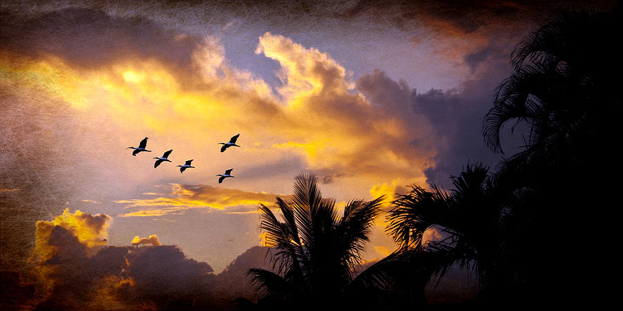 Sunset Flight Photograph by Don Durfee