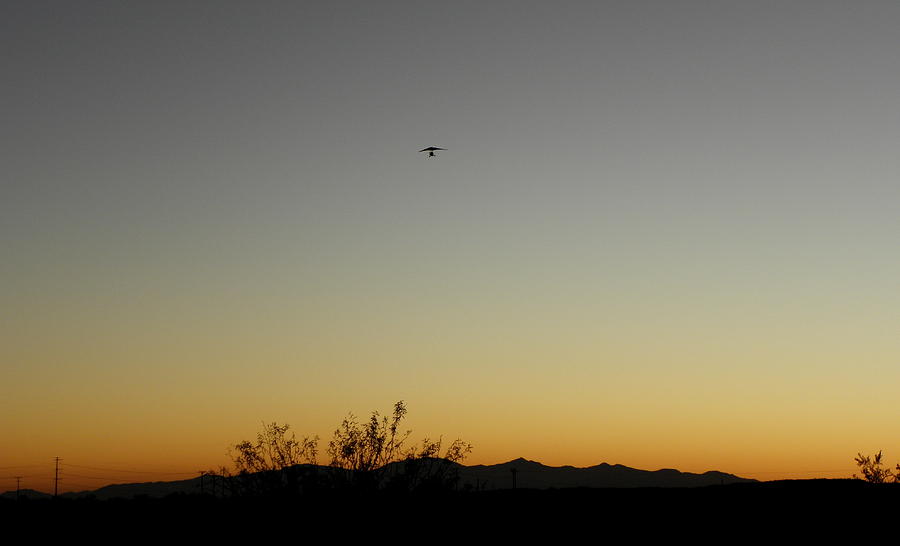 Sunset flight Photograph by Kim Galluzzo Wozniak