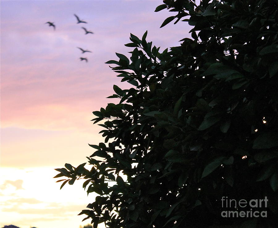 Sunset Fly By Photograph by Pamela Walrath