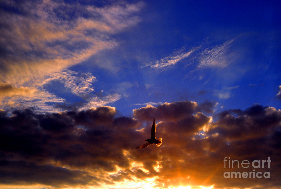 Sunset Freedom Photograph by Thomas R Fletcher
