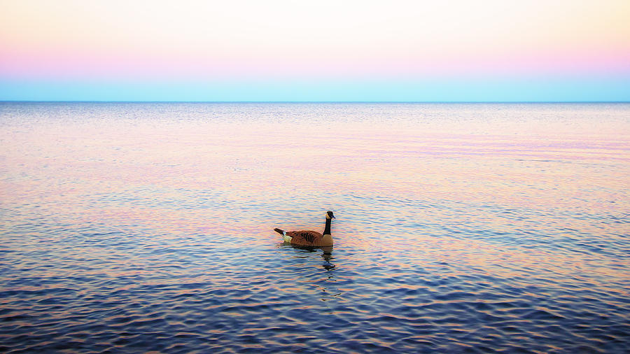 Sunset Goose Photograph by Bill and Linda Tiepelman