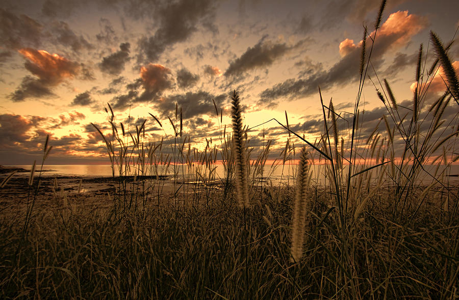 Sunset Grass Photograph by Douglas Barnard