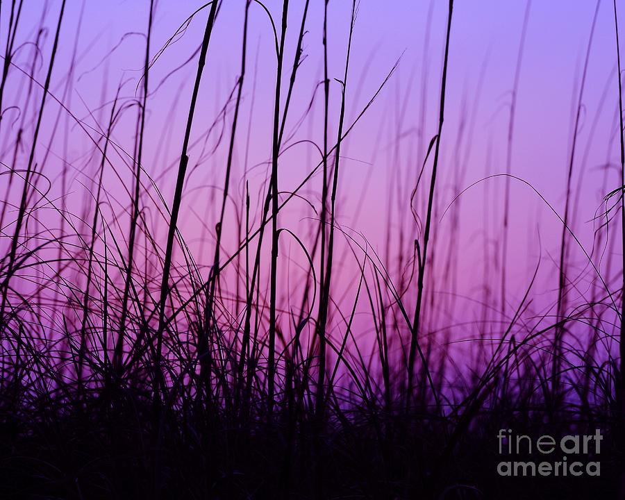 Sunset Grasses Photograph by Al Powell Photography USA