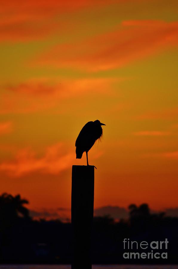 Sunset Heron Photograph by Lynda Dawson-Youngclaus