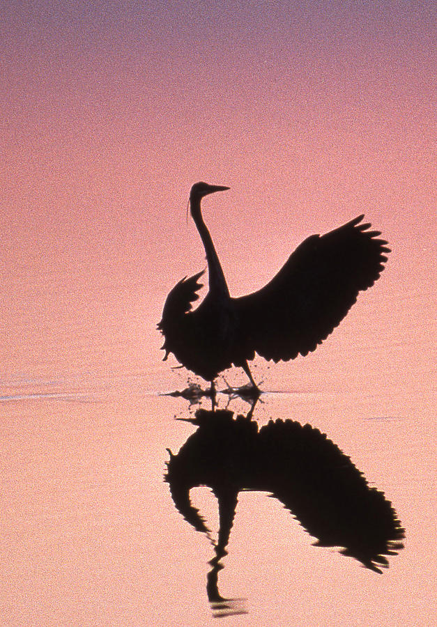 Heron Photograph - Sunset Heron by Skip Willits
