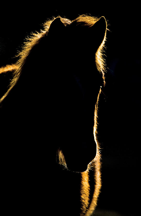Sunset Horse Silhouette Canada Digital Art by Mark Duffy