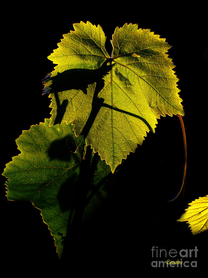 Sunset in My Garden by Eena Bo Sunset in My Garden by Eena Bo