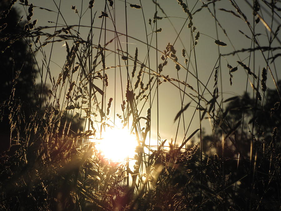 Sunset Photograph - Sunset In The Grass by Jennifer Weaver