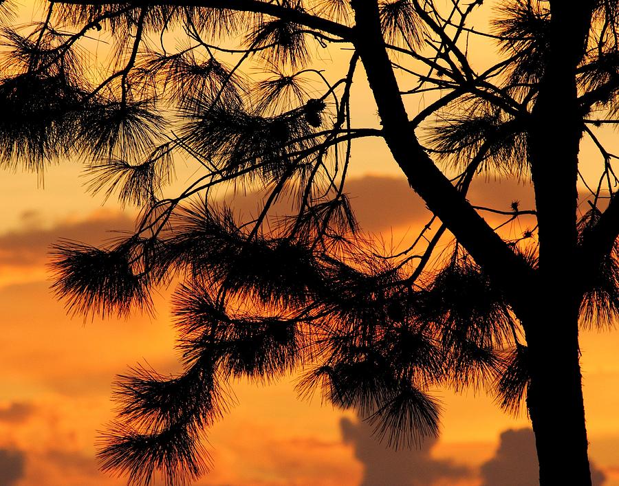 Sunset in the Pines Photograph by Elizabeth Budd