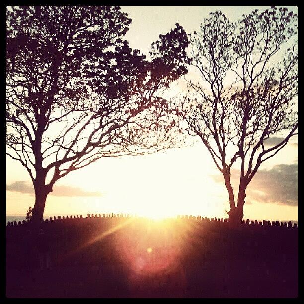 Tree Photograph - #sunset #justnow #trees #instagrammers by Kevin Zoller
