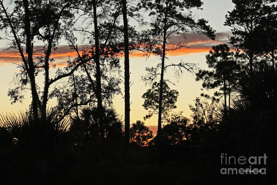Sunset Lace Photograph by Terri Mills
