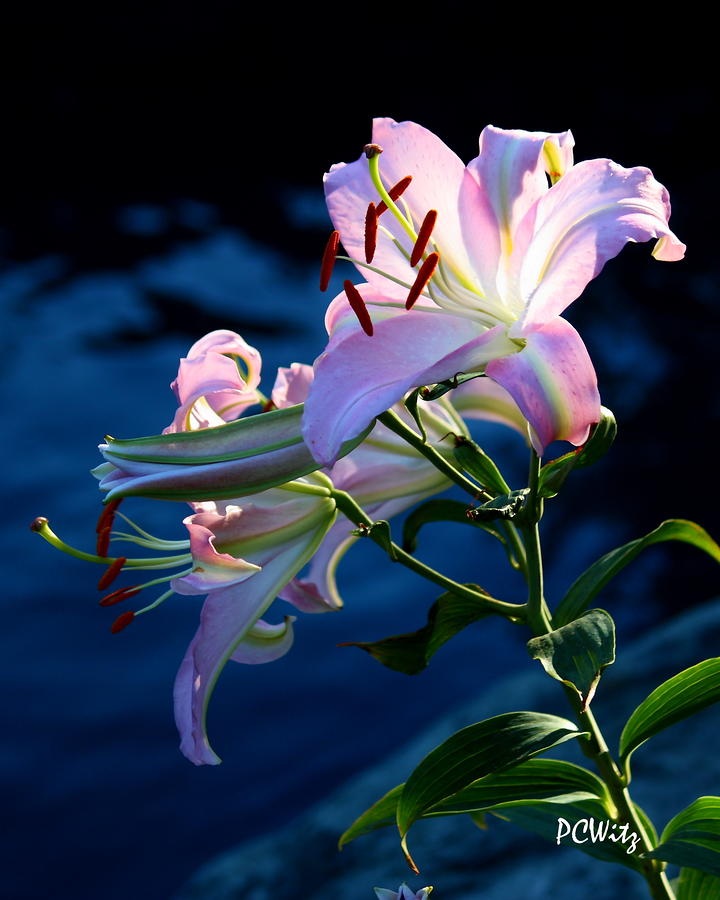 Sunset Lily Photograph by Patrick Witz